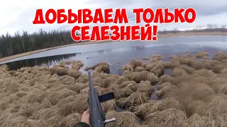 Добывайте только селезней в весенний сезон охоты на уток!