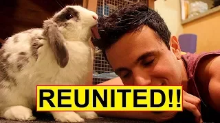 Rabbit hasn't seen his owner for a long time