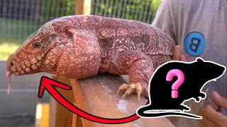 GODZILLA the RED TEGU gets his FAVORITE SNACK!