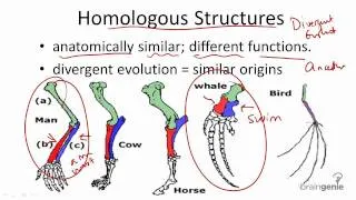 11.2.2 Homologous Structures