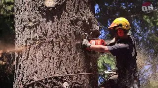 Chainsaw Cutting Tree | Amazing Tree Felling Techniques