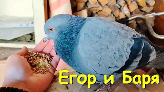 Егор и его голубка Баря