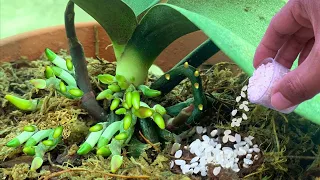 Only sprinkle 1 cap! The dying orchid suddenly revived with 500 roots at the same time