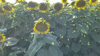 10.08.21 Огляд соняшнику// Відповідь на питання.