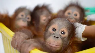 Baby Orangutan Bedtime at the BOS Nyaru Menteng Baby House