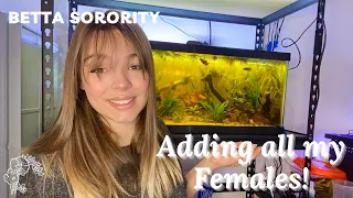 Betta Sorority Tank Setup- Adding all my Bettas