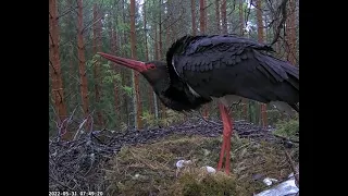 Черный аист . Птенцы едят, а третье яйцо крякает.