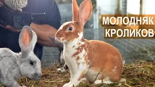 Молодняк кроликов породы Рекс. КФХ Жуковой Т.А.