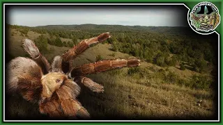 Wild Creatures of Missouri's Hercules Glades