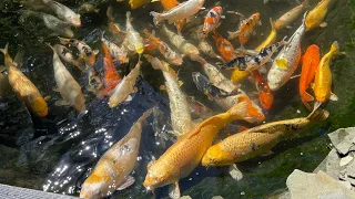 Кормление гигантских карпов Кои. Jumbo Koi fish feeding in my pond. Пруд в саду.