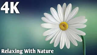 Beautiful Relaxing Music for Stress Relief| Calming Music, Relaxation With Nature Sound|| Music