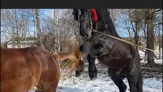 🔥Крісті і Фараон 🔥Жеребець на Паровку Коні Ваговози Коні в Україні 💪🐴🔥