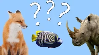 Animal Guessing Game! | Fun Puzzle Game for Children! | Kids Learning Videos