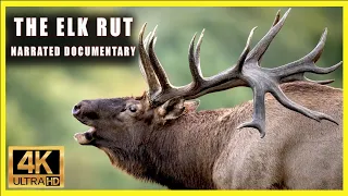 Elk Rut - Narrated Documentary - Bulls Bugling & Fighting as They Compete for Cows - Epic Footage