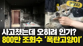 사고쳤는데 오히려 인기? 집 까맣게 날려버린 '폭탄고양이' 화제