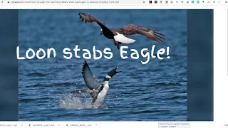 Loon stabs Eagle to Death - What happened? Live discussion with Expert