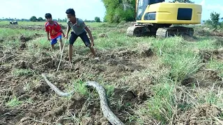 JCB | The Excavator Loading To Dump Truck Scary With Big Snake In My Village