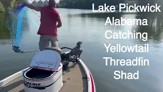 How to catch Yellowtail Threadfin Shad 4"-6" and 4"-6" Bullnose Gizzard Shad on Lake Pickwick