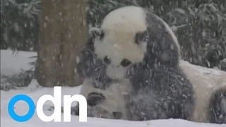 Watch: Cute baby panda Bao Bao plays in the snow for the first time