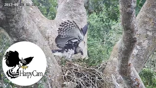 Harpy Eagle Bringing New Leaves to the Nest - HarpyCam #2