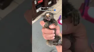 Finger Monkey Transformation 🐒💙 #FingerMonkey #Marmoset #Monkey