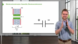 Das Nervensystem und seine Funktionsprinzipien: Passiv-elektrische Eigenschaften von Nervenmembranen