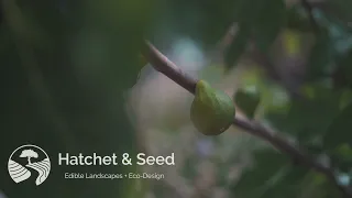 Food Forest / Edible Landscape / Forest Garden Walkthrough