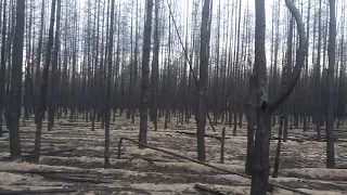 Наслідки лісової пожежі у сосновому лісі. Луганська область 2020 рік