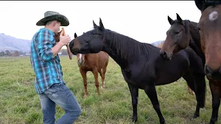 WILDE PFERDE (Wild Horses) Ed Urich panflöte Panflute 4K