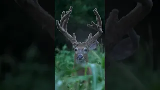 VELVET BUCK UP CLOSE #shorts #upclose #iowa link in comments for the full story.