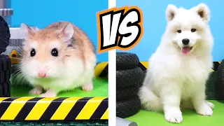 🐹 HAMSTER vs PUPPY DOG 🐶 Military obstacle course, WHO WILL WIN?