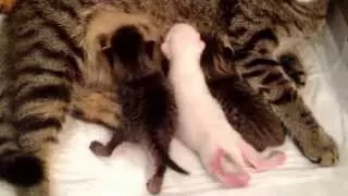 Как пьют молоко у кошки-мамы котята / Kittens drink milk from cats