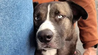 Shelter dog is so happy someone finally loves him