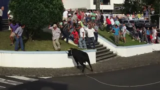 Concurso Ganadarias (MR,AL,ER,PT) - Posto Santo 22Ago2023 - Ilha Terceira - Açores