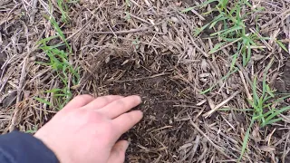 Пшеница,1 месяц после прямого посева.no-till с ноля.