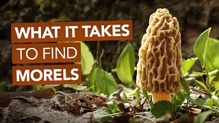 What It Takes To Find Morel Mushrooms