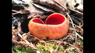 Поход в лес за грибами удался | ИСКУПАЛСЯ В РЕКЕ В МАРТЕ | Новые грибные места | По грибы 2020