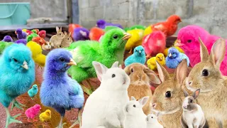 Catch millions of cute chickens, colorful chickens, rainbow chicken rabbits|ducks,geese,cute animals