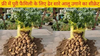 how to fast grow organic potatoes in usless plastic bag and big harvesting