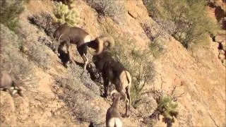 Ernie Meeske's Arizona Desert Bighorn Sheep Video