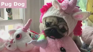 Funniest and Cutest Pug Dog Videos Compilation 2017 [BEST OF]