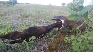 Poor Female Goat Eating By Teenager Komodo Dragon