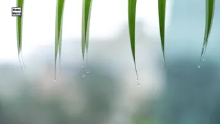 Gentle Rain Sounds For Sleeping | Relaxing Sounds For Stress Relief, Study, Meditation