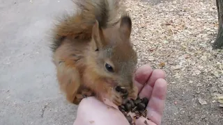 Кормлю бельчонка, а вокруг суета / I feed the baby squirrel, and there is a fuss around