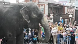 По улицам Ижевска слонов водили