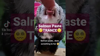ADORABLE ferrets LOVE a salmon TREAT. How cute is that?! #ferrets #shorts