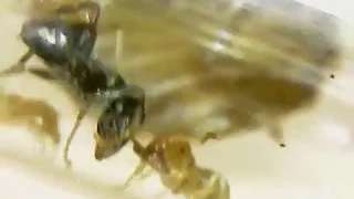 Защита колонии от вражеского разведчика.(Lasius Flavus vs Lasius Emarginatus)