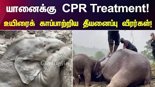 Rescuers perform CPR on elephant in Thailand! | Viral Video | CPR treatment to elephant