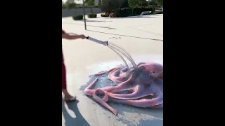 Giant Squid Attack 🥶😱