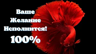 100% Ваше Желание Исполнится! Тибетские Поющие Чаши Исполнения Желаний 256  kbps